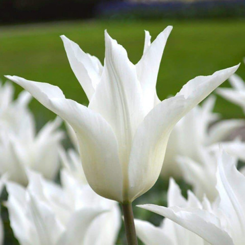 Тюльпан Лилиевидный White Elegance
