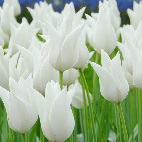 Тюльпан Лилиевидный White Elegance