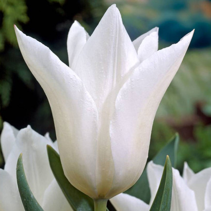 Тюльпан лилиевидный White Triumphator