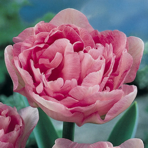 Тюльпан Махровый Angelique