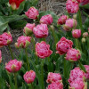 Тюльпан Махровий Aveyron