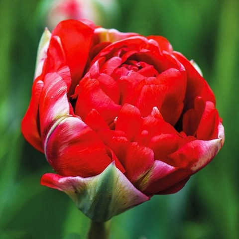 Тюльпан Махровий Bombastic Red