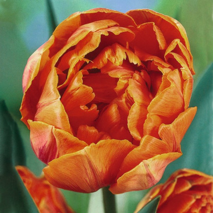 Тюльпан Махровый Orange Princess