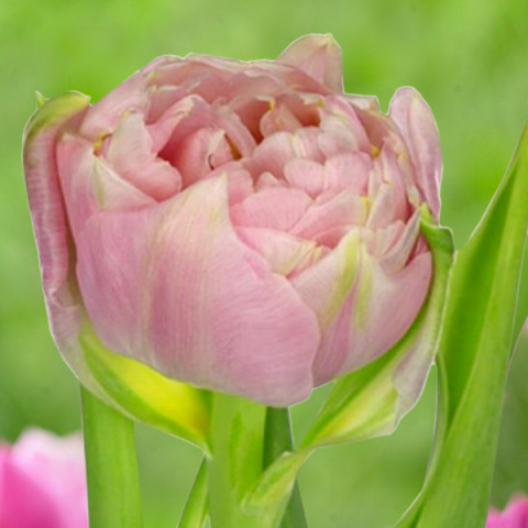 Тюльпан Махровый + Многоцветковый Pescara