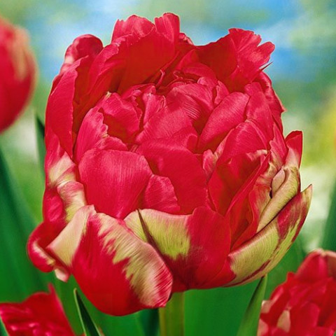 Тюльпан Махровий Renown Unique