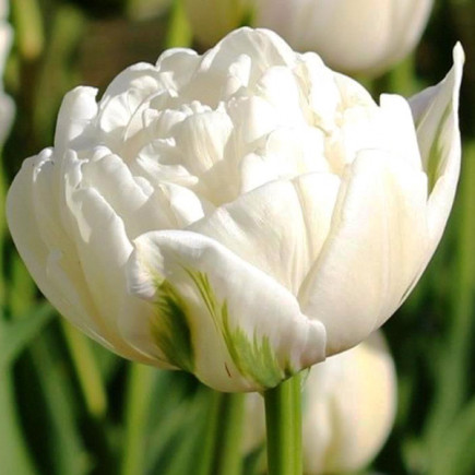 Тюльпан Махровий Up White