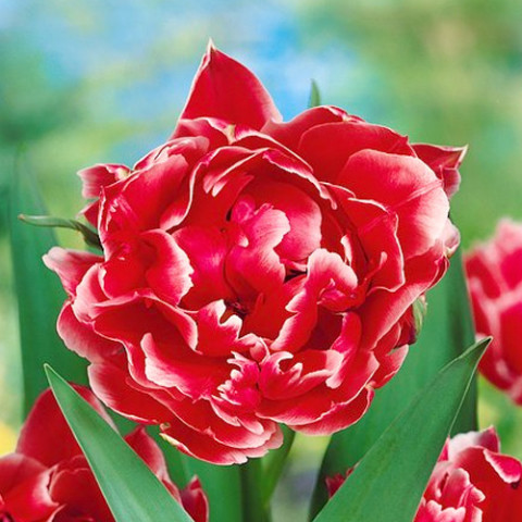 Тюльпан Махровий Willemsoord
