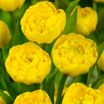 Тюльпан Махровый Yellow Pomponette