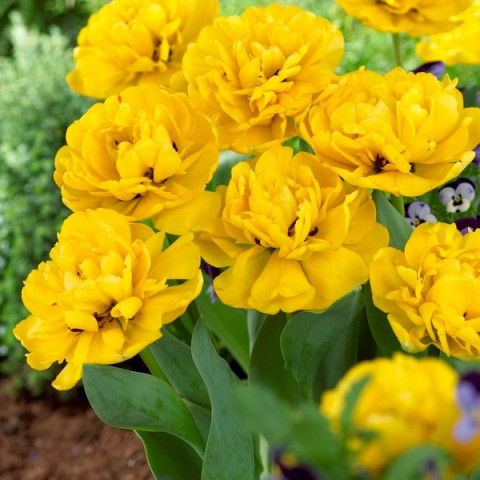 Тюльпан Махровий Yellow Pomponette