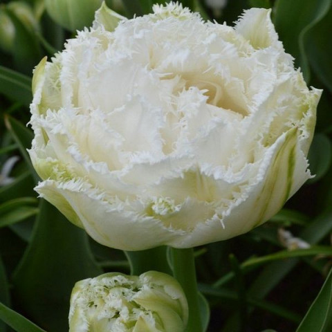 Тюльпан Махровый + Бахромчатый Snow Crystal