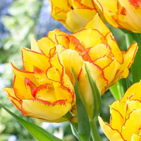 Тюльпан Махровый + Многоцветковый Aquilla