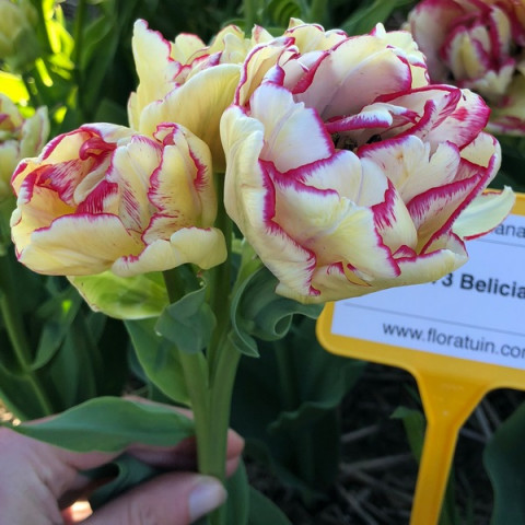 Тюльпан Махровый + Многоцветковый Belicia (premium)