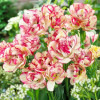 Тюльпан Махровый + Многоцветковый Belicia (premium)