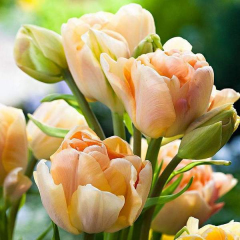 Тюльпан Махровый + Многоцветковый Charming Lady