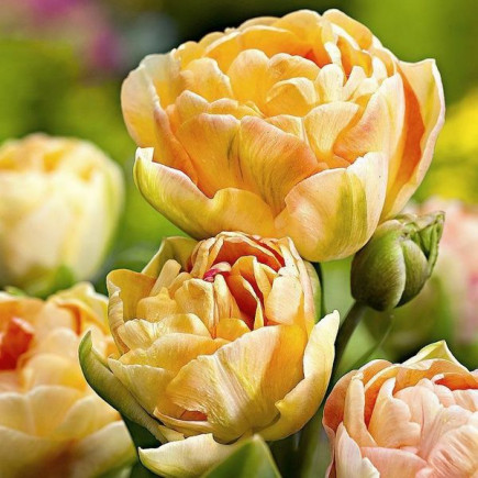 Тюльпан Махровий + Багатоквітковий Charming Lady