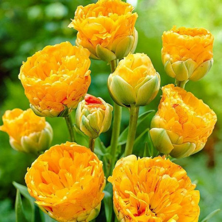 Тюльпан Махровый + Многоцветковый Double Beauty of Apeldoorn