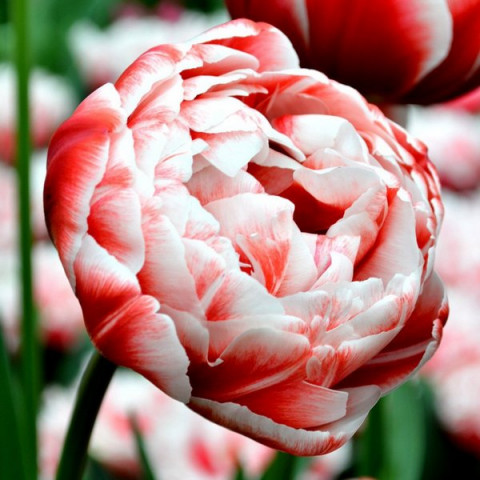 Тюльпан Махровый + Многоцветковый Drumline