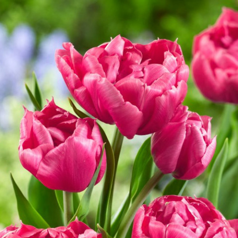 Тюльпан Махровый + Многоцветковый Granda