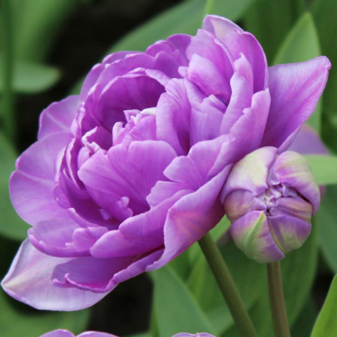 Тюльпан Махровий + Багатоквітковий Lilac Perfection