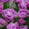 Тюльпан Махровий + Багатоквітковий Lilac Perfection
