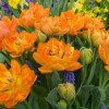Тюльпан Махровый + Многоцветковый Orca