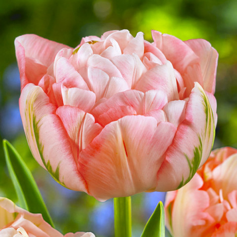 Тюльпан Махровый + Многоцветковый Peach Blossom
