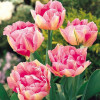 Тюльпан Махровий + Багатоквітковий Peach Blossom