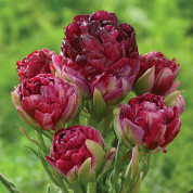 Тюльпаны Махровые + Многоцветковые