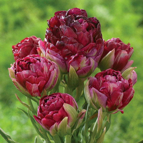 Тюльпан Махровый + Многоцветковый Pearl Mountain