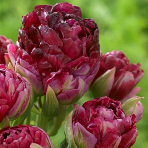 Тюльпан Махровый + Многоцветковый Pearl Mountain