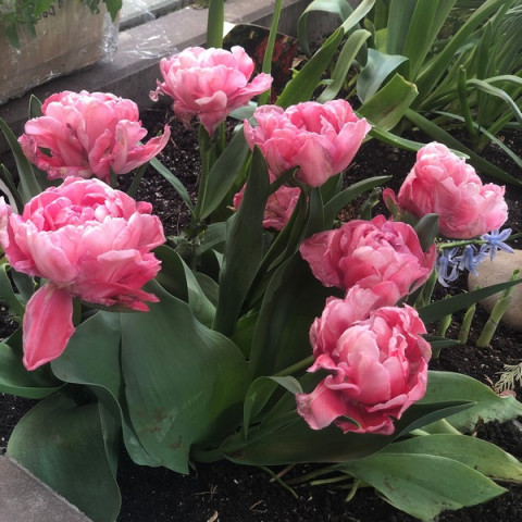 Тюльпан Махровый + Многоцветковый Sweet Amy
