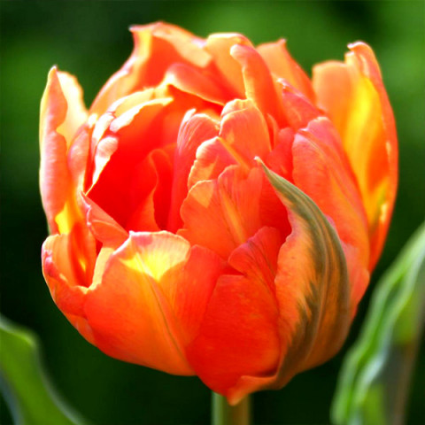 Тюльпан Махровый Monte Orange