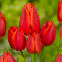 Тюльпан Мультіфлора Orange Bouquet