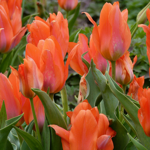Тюльпан Мультифлора Orange Bouquet
