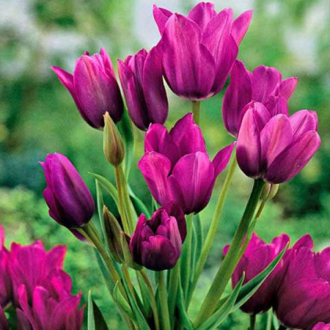 Тюльпан Мультифлора Purple Bouquet