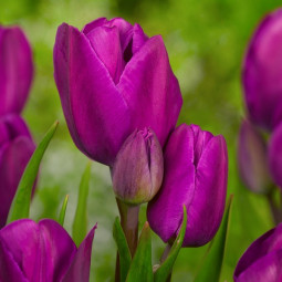 Тюльпан Мультіфлора Purple Bouquet