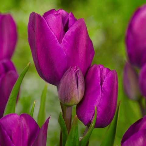 Тюльпан Мультифлора Purple Bouquet