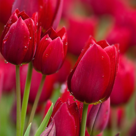 Тюльпан Мультіфлора Red Bouquet