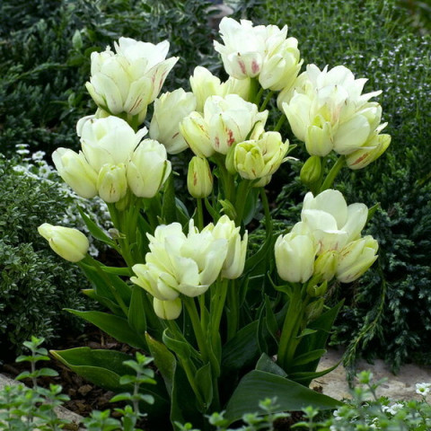 Тюльпан Мультифлора Rosy Bouquet