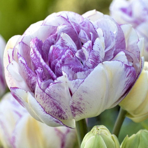 Тюльпан Махровый + Многоцветковый Normandie