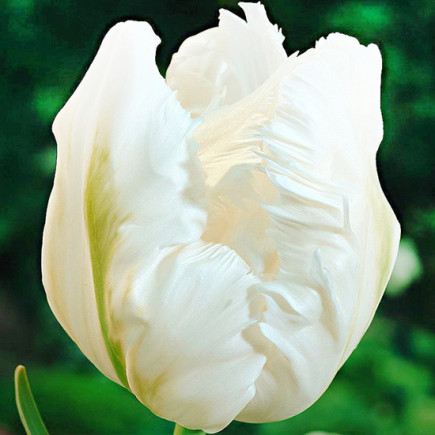 Тюльпан Попугайный Witte Rebel