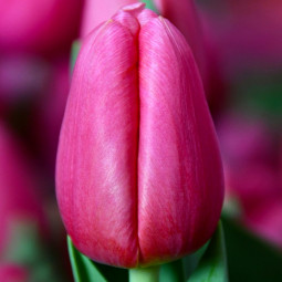 Тюльпан Тріумф Ace of Spades 12/+ ПРЕМІУМ ЯКІСТЬ Тюльпан Тріумф Ace of Spades 12/+ ПРЕМІУМ ЯКІСТЬ