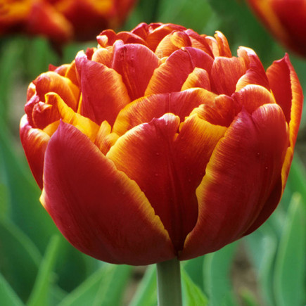 Тюльпан Махровий Allegretto 12/+ ПРЕМІУМ ЯКІСТЬ Тюльпан Махровий Allegretto 12/+ ПРЕМІУМ ЯКІСТЬ