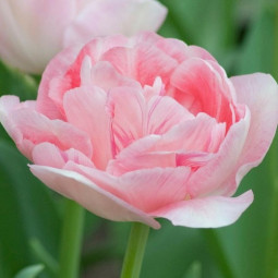 Тюльпан Махровый Angelique 12/+ ПРЕМИУМ КАЧЕСТВО