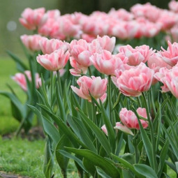 Тюльпан Махровый Angelique 12/+ ПРЕМИУМ КАЧЕСТВО