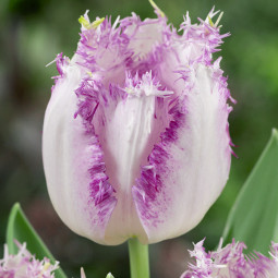 Тюльпан Бахромчатый Aria Cards 12/+ ПРЕМИУМ КАЧЕСТВО Тюльпан Бахромчатый Aria Cards 12/+ ПРЕМИУМ КАЧЕСТВО