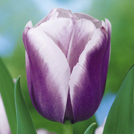 Тюльпан Тріумф Holland Beauty 12/+ ПРЕМІУМ ЯКІСТЬ Тюльпан Тріумф Holland Beauty 12/+ ПРЕМІУМ ЯКІСТЬ