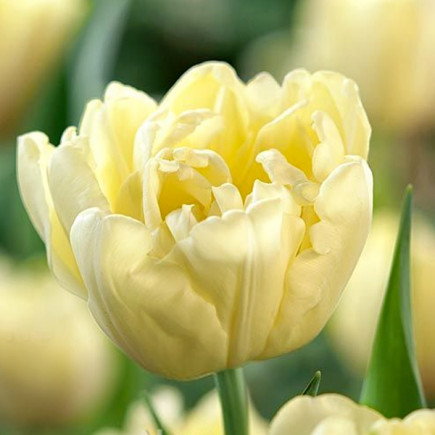 Тюльпан Махровый Avant Garde 12/+ ПРЕМИУМ КАЧЕСТВО Тюльпан Махровый Avant Garde 12/+ ПРЕМИУМ КАЧЕСТВО