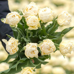 Тюльпан Махровый Avant Garde 12/+ ПРЕМИУМ КАЧЕСТВО Тюльпан Махровый Avant Garde 12/+ ПРЕМИУМ КАЧЕСТВО