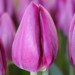 Тюльпан Тріумф Bullit 12/+ ПРЕМІУМ ЯКІСТЬ Тюльпан Тріумф Bullit 12/+ ПРЕМІУМ ЯКІСТЬ